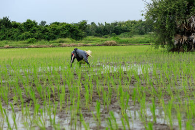 Farmers in rural thailand during the plowing season and planting rice after the rain.