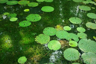High angle view of leaves floating on water