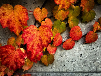 autumn