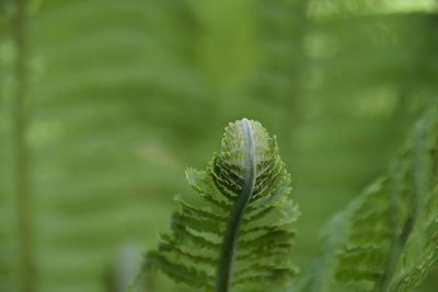 Close-up of fern leaves