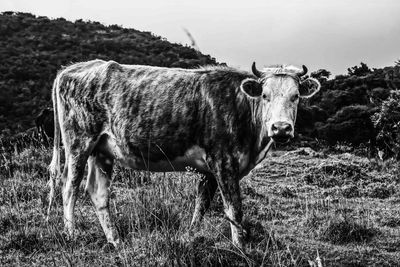 Portrait of cow on field