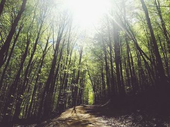 Footpath passing through forest