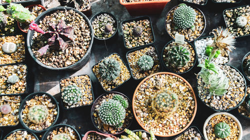 High angle view of potted plants