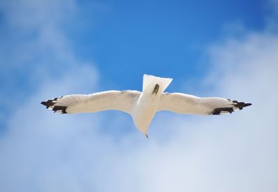 Low angle view of seagull flying against sky