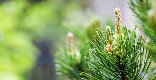 plant