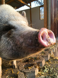 Close-up of lion yawning