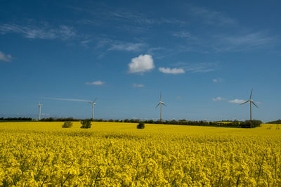 Scenic view of oilseed rape field against sky