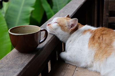 Close-up of cat by coffee cup on window sill