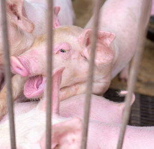 Close-up of pig in cage. swine flu concept. asf. pig farm. livestock.