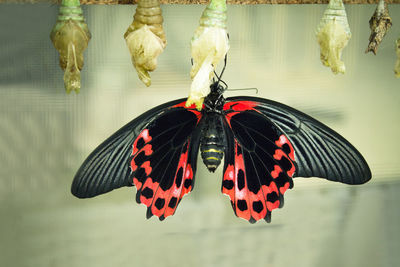 Black and red butterfly on the underside of the wings. no people