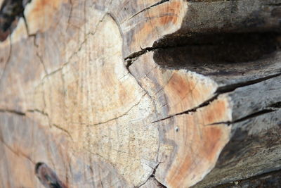 Close-up of tree stump in forest