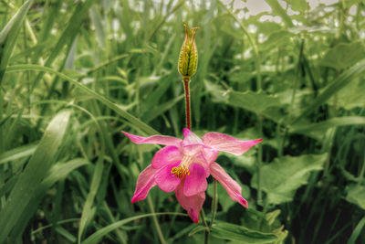 Close-up of pink flower