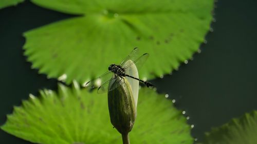 Close-up of insect on leaf