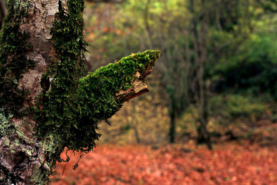 Close-up of lizard on tree trunk