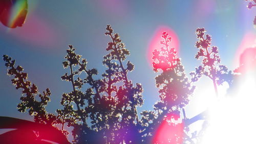 Low angle view of pink flowers