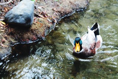 Close-up of duck swimming in lake