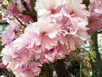 Close-up of pink flowers