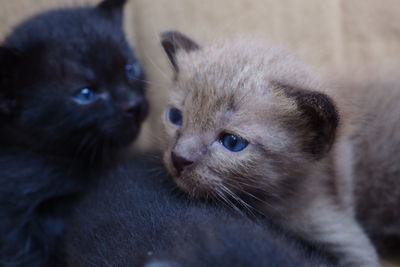 Close-up of kitten