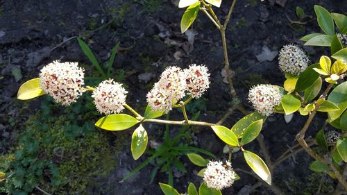 High angle view of flowering plants on land