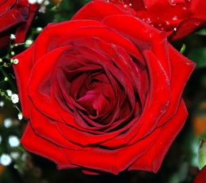 Close-up of red rose