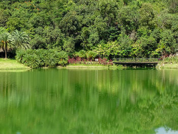 Scenic view of lake in forest