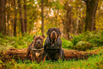 Dog sitting in a forest