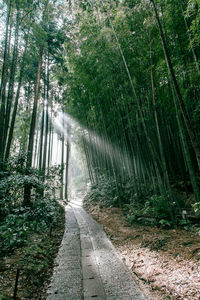 Empty road amidst trees in forest
