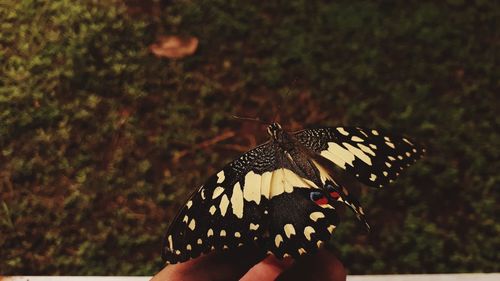 Close-up of butterfly on hand