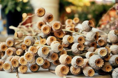 Close-up of christmas tree