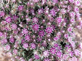 Close-up of purple flowers blooming outdoors