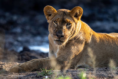 Close-up of young lion lying eyeing camera