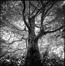 Low angle view of trees against sky