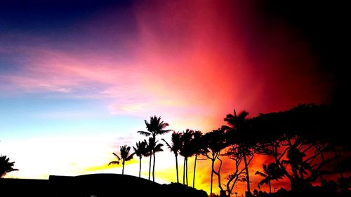 Silhouette of trees at sunset