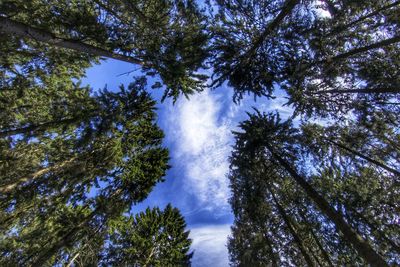 Low angle view of sunlight streaming through trees