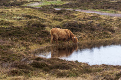 Cow drinking water in a lake