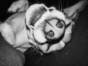 Close-up portrait of a cat