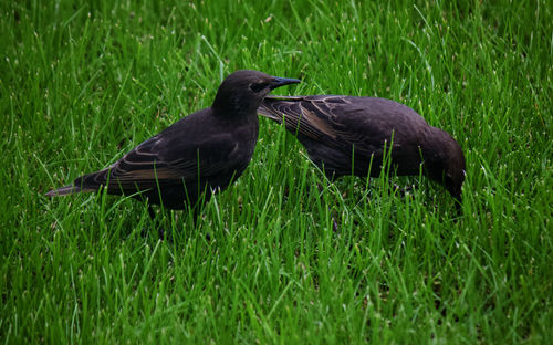 Duck on a field