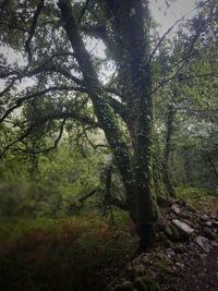 Trees in forest