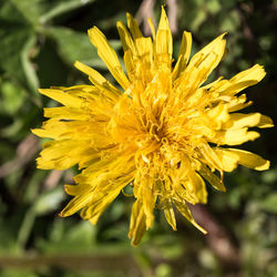 Close-up of yellow flowering plant