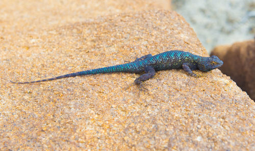 Close-up of lizard on rock