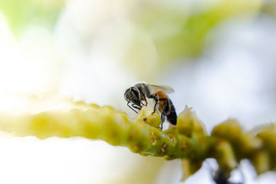 Close-up of bee pollinating on yellow flower