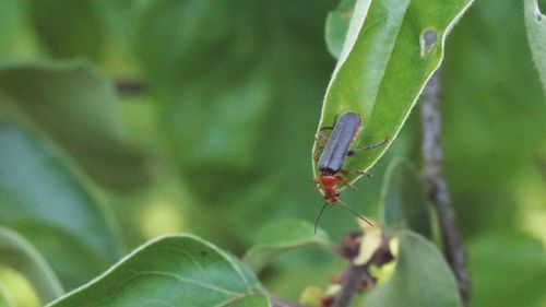 Close-up of insect on plant