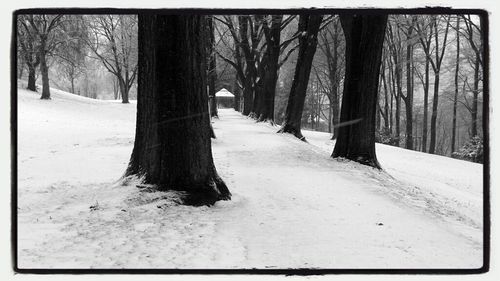 Road passing through forest