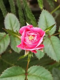 Close-up of pink hibiscus blooming outdoors