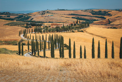 Scenic view of field. golden tuscany.