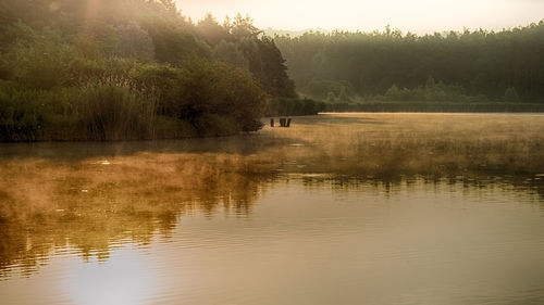 Reflection of trees in water