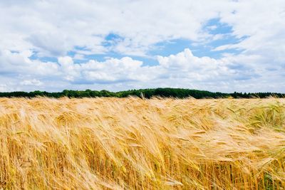 Scenic view of wheat field against cloudy sky