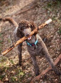 Portrait of standard poodle carrying stick in mouth on field