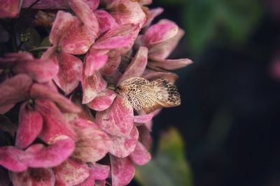 Close-up of honey bee on pink flower