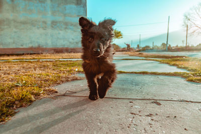 Portrait of dog running on footpath